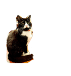 猫とジャンガリアンハムスター（個別スタンプ：3）