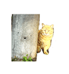 猫とジャンガリアンハムスター（個別スタンプ：6）