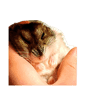 猫とジャンガリアンハムスター（個別スタンプ：7）