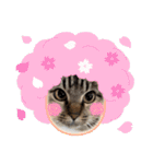 かりゆし たまちゃんスリー（個別スタンプ：1）