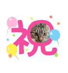 かりゆし たまちゃんスリー（個別スタンプ：5）