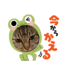 かりゆし たまちゃんスリー（個別スタンプ：12）
