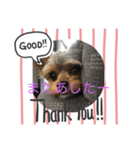 僕、ショコラ（個別スタンプ：3）