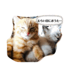 Riverside-Stamp（個別スタンプ：11）