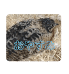 ヒメウズラNo.3（個別スタンプ：2）