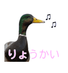 “かも”っていわないカモ（鴨）スタンプ（個別スタンプ：2）