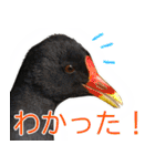 “かも”っていわないカモ（鴨）スタンプ（個別スタンプ：4）