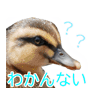 “かも”っていわないカモ（鴨）スタンプ（個別スタンプ：5）
