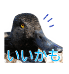 “かも”っていわないカモ（鴨）スタンプ（個別スタンプ：6）