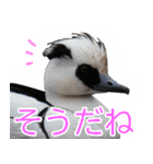 “かも”っていわないカモ（鴨）スタンプ（個別スタンプ：8）