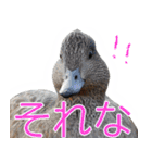 “かも”っていわないカモ（鴨）スタンプ（個別スタンプ：9）