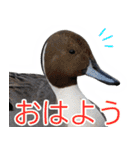 “かも”っていわないカモ（鴨）スタンプ（個別スタンプ：11）