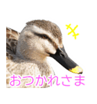 “かも”っていわないカモ（鴨）スタンプ（個別スタンプ：15）