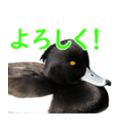 “かも”っていわないカモ（鴨）スタンプ（個別スタンプ：16）