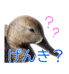 “かも”っていわないカモ（鴨）スタンプ（個別スタンプ：18）