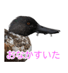 “かも”っていわないカモ（鴨）スタンプ（個別スタンプ：23）