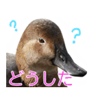 “かも”っていわないカモ（鴨）スタンプ（個別スタンプ：24）