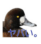 “かも”っていわないカモ（鴨）スタンプ（個別スタンプ：27）