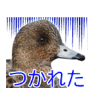 “かも”っていわないカモ（鴨）スタンプ（個別スタンプ：28）