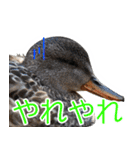 “かも”っていわないカモ（鴨）スタンプ（個別スタンプ：29）