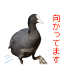 “かも”っていわないカモ（鴨）スタンプ（個別スタンプ：32）