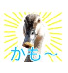 “かも”っていわないカモ（鴨）スタンプ（個別スタンプ：36）