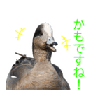 “かも”っていわないカモ（鴨）スタンプ（個別スタンプ：37）
