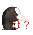 “かも”っていわないカモ（鴨）スタンプ（個別スタンプ：38）