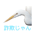 “かも”っていわないカモ（鴨）スタンプ（個別スタンプ：40）