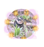 ツグミ（個別スタンプ：1）