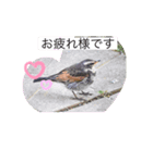 ツグミ（個別スタンプ：2）