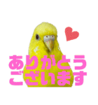 可愛すぎるセキセイインコのスタンプ（個別スタンプ：1）