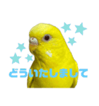 可愛すぎるセキセイインコのスタンプ（個別スタンプ：2）