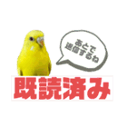 可愛すぎるセキセイインコのスタンプ（個別スタンプ：3）
