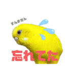 可愛すぎるセキセイインコのスタンプ（個別スタンプ：4）