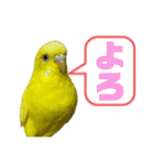 可愛すぎるセキセイインコのスタンプ（個別スタンプ：9）