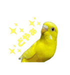 可愛すぎるセキセイインコのスタンプ（個別スタンプ：10）