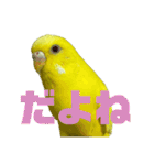 可愛すぎるセキセイインコのスタンプ（個別スタンプ：11）