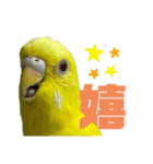 可愛すぎるセキセイインコのスタンプ（個別スタンプ：12）