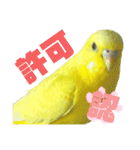 可愛すぎるセキセイインコのスタンプ（個別スタンプ：13）
