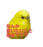 可愛すぎるセキセイインコのスタンプ（個別スタンプ：15）