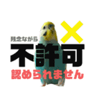 可愛すぎるセキセイインコのスタンプ（個別スタンプ：17）