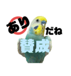 可愛すぎるセキセイインコのスタンプ（個別スタンプ：21）
