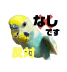 可愛すぎるセキセイインコのスタンプ（個別スタンプ：22）