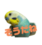 可愛すぎるセキセイインコのスタンプ（個別スタンプ：23）