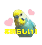 可愛すぎるセキセイインコのスタンプ（個別スタンプ：27）