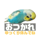 可愛すぎるセキセイインコのスタンプ（個別スタンプ：29）