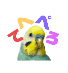 可愛すぎるセキセイインコのスタンプ（個別スタンプ：31）