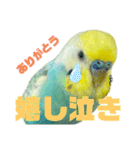可愛すぎるセキセイインコのスタンプ（個別スタンプ：32）