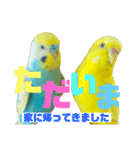 可愛すぎるセキセイインコのスタンプ（個別スタンプ：33）